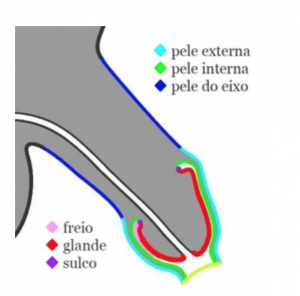 Anatomia da pele do pênis